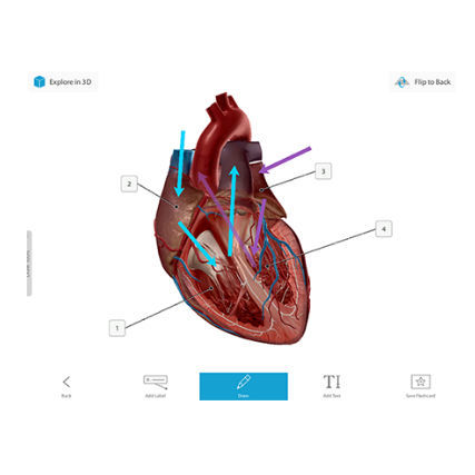 医疗管理软件 - Courseware - Visible Body - 3D 可视化 / 培训 / 医用