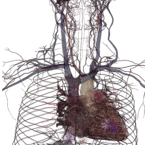 教学解剖台 - Table 8 - Anatomage