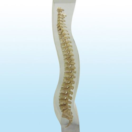 放射造影测试体模 - 12715 - QUART X-Ray QA Solutions - 脊柱 / 骨盆