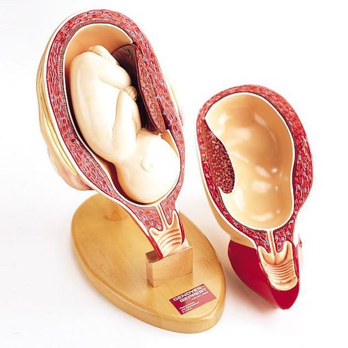 子宫解剖模型0719p