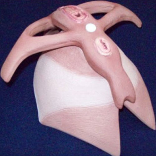 肌肉解剖模型 - ZKK-262-H - Educational + Scientific Products Ltd - 骨盆底 / 教学 / 女性