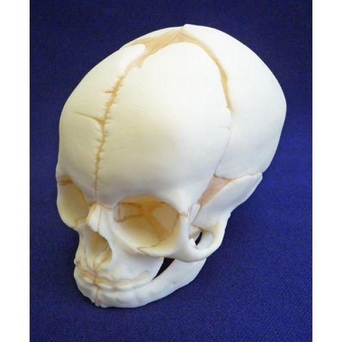 颅骨解剖模型 - ZJY-420-R - Educational + Scientific Products Ltd - 教学 / 胎儿