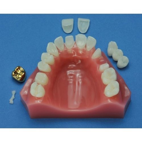 颌骨解剖模型 - ZDM-011-CD - Educational + Scientific Products Ltd - 牙科 / 教学