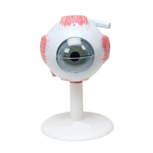 眼睛解剖模型 - ZKH-467-X - Educational + Scientific Products Ltd - 教学