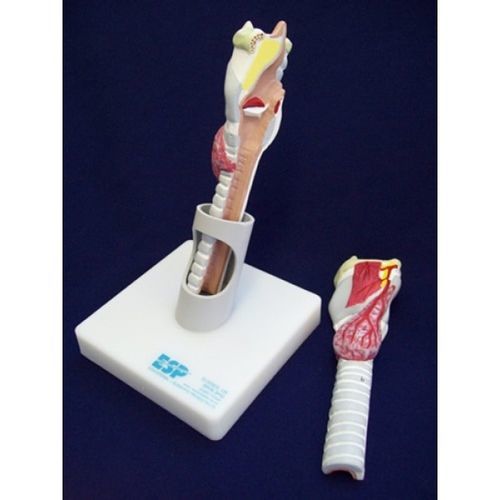 喉咙解剖模型 - ZKH-950-A - Educational + Scientific Products Ltd - 甲状腺 / 气管 / 培训