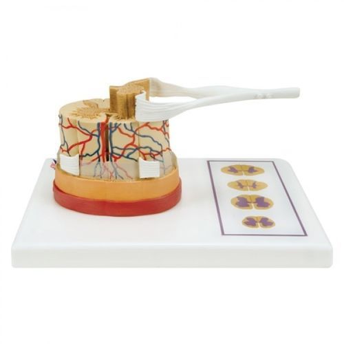 颈部解剖模型 - ZJY-964-V - Educational + Scientific Products Ltd - 脊椎 / 脊髓 / 躯干