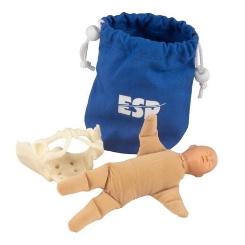 骨盆解剖模型 - ZKK-258-B - Educational + Scientific Products Ltd - 人体 / 教学 / 胎儿