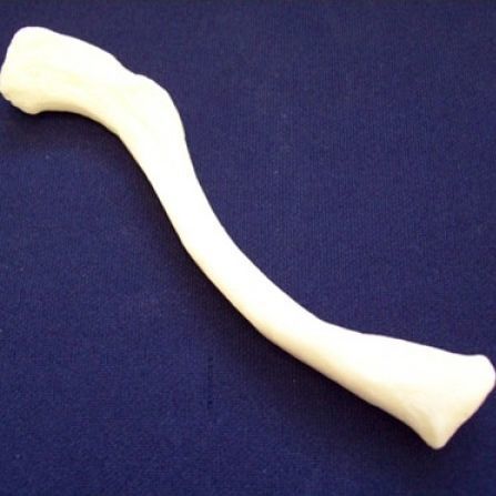 锁骨解剖模型 - ZJY-240-040H - Educational + Scientific Products Ltd - 骨 / 塑料