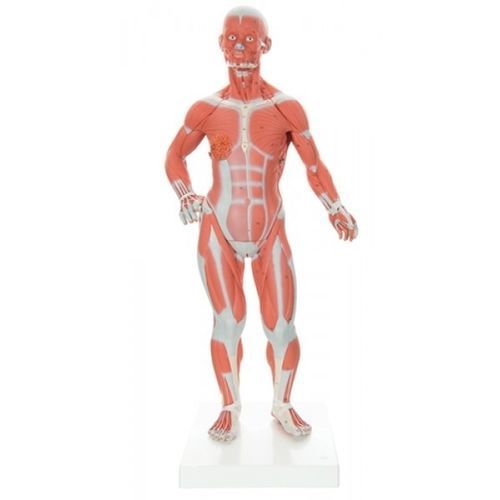 肌肉解剖模型 - ZKJ-230-M - Educational + Scientific Products Ltd - 躯干 / 乳腺 / 男性