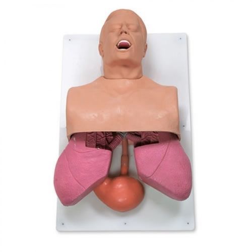 呼吸道处理模拟器 - ZKJ-323-K - Educational + Scientific Products Ltd - 呼吸 / 解剖学 / 成人