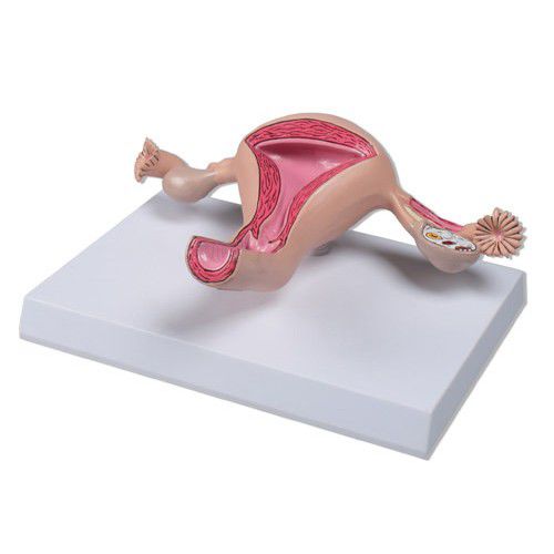 子宫颈解剖模型 - ZKK-324-U - Educational + Scientific Products Ltd - 卵巢 / 子宫 / 教学