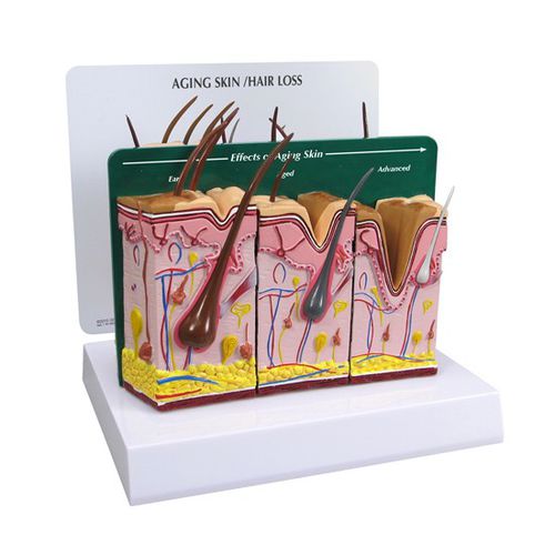 皮肤解剖模型 - 3900 - GPI Anatomicals - 血管 / 教学 / 老化