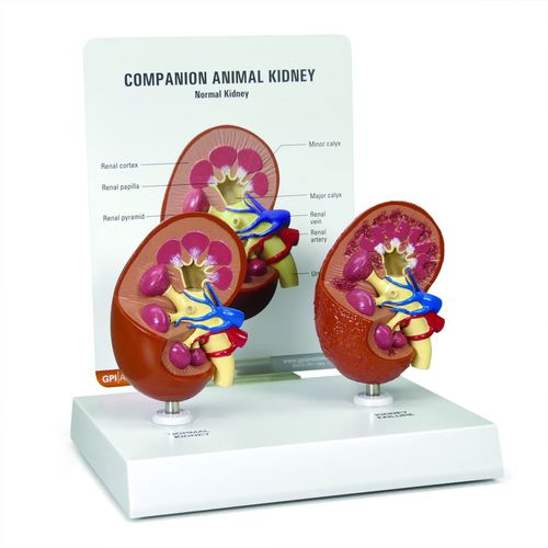 肾动脉解剖模型 - 9210 - GPI Anatomicals - 肾静脉 / 肾脏 / 兽用