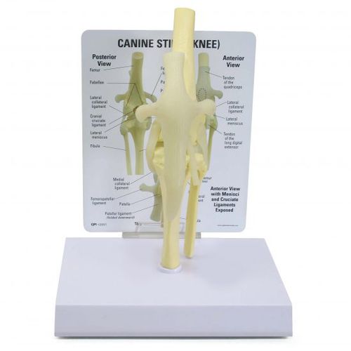 膝盖解剖模型 - 9050 - GPI Anatomicals - 股骨 / 胫骨 / 腓骨