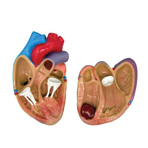 心脏解剖模型 - 2550 - GPI Anatomicals - 用于心肺护理 / 教学 / 套件