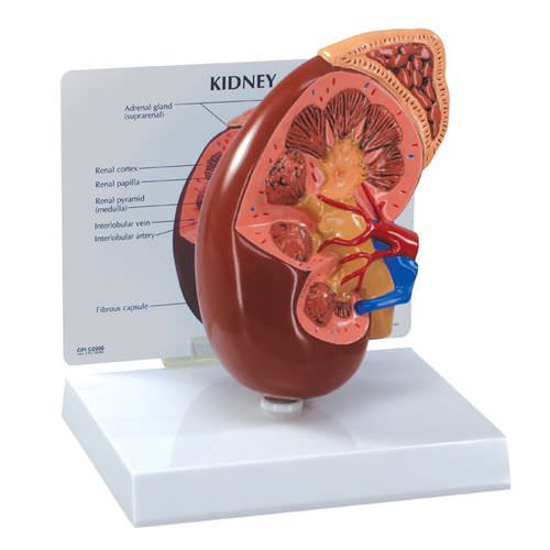 肾动脉解剖模型 - 3250 - GPI Anatomicals - 血管 / 肾脏 / 输尿管