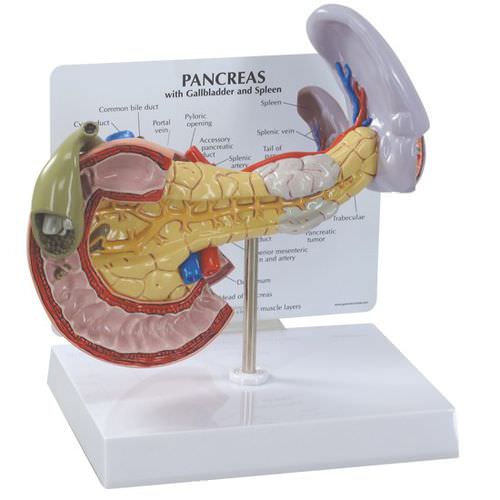 胰腺解剖模型 - 3330 - GPI Anatomicals