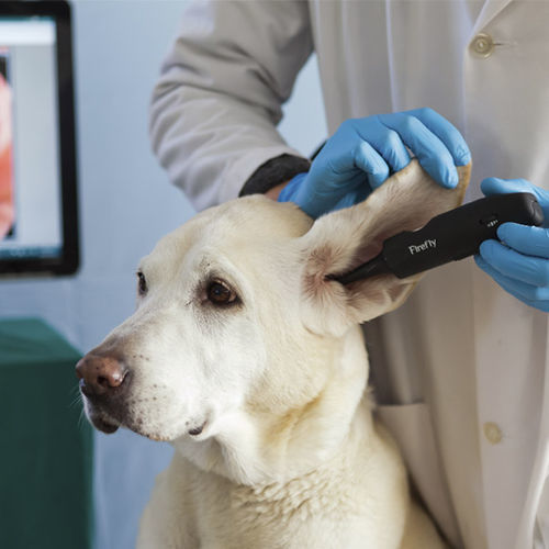 视频兽用耳镜 - DE551 - Firefly Global  - 小动物 / 用于猫 / 犬用