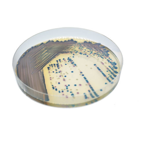 介质试剂试剂 - CO262 - CHROMagar - 用于细菌分离 / 用于尿液样本 / 兽医实验室