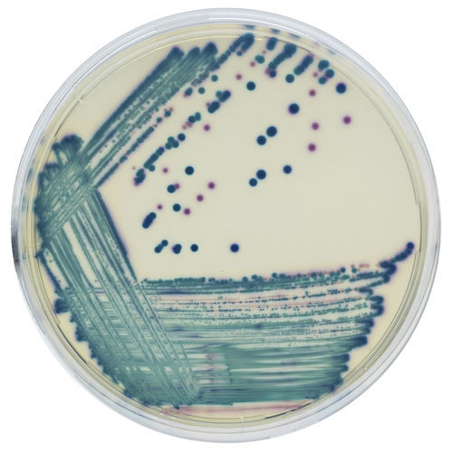 介质试剂试剂 - CGRT2 - CHROMagar - 用于微生物学 / 诊断 / 用于尿液样本