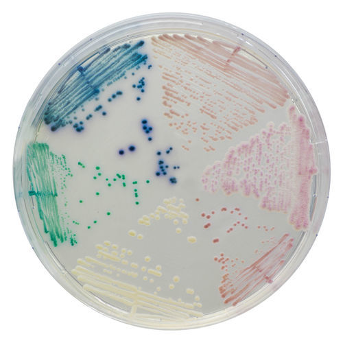 介质试剂试剂 - CA223-25 - CHROMagar - 抗真菌 / 用于细菌分离 / 用于尿液样本