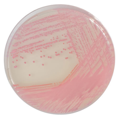 介质试剂试剂 - MR502 - CHROMagar - 用于细菌分离 / 用于粪便样本 / 基因
