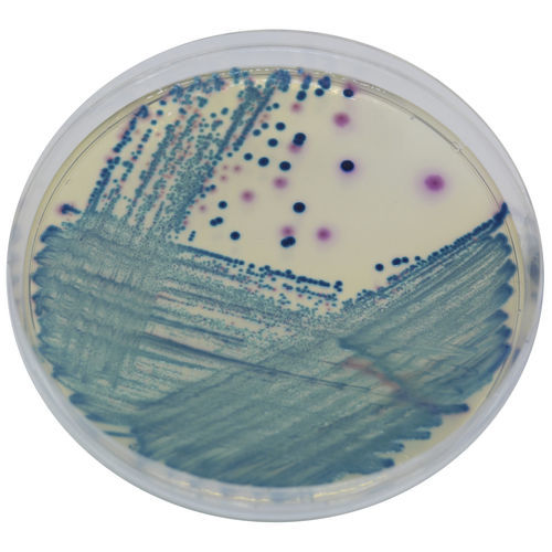 介质试剂试剂 - SC172 - CHROMagar - 用于微生物学 / 用于尿液样本 / 用于粪便样本