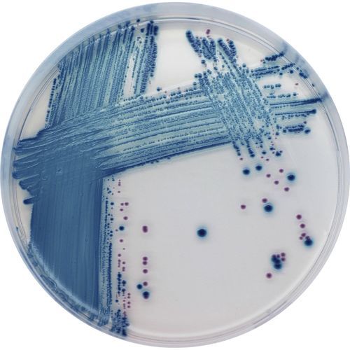 介质试剂试剂 - ST1 series - CHROMagar - 用于微生物学 / 食品级 / 大肠杆菌