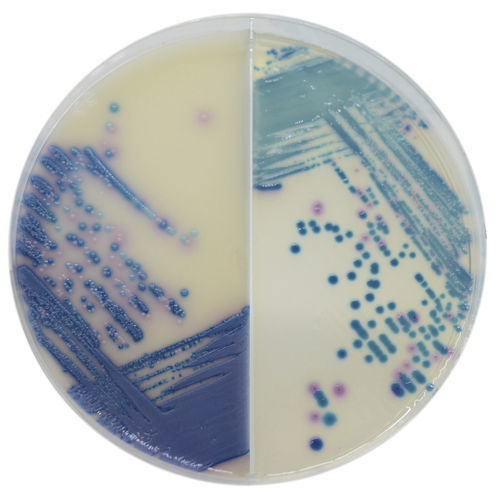 介质试剂试剂 - MS252 - CHROMagar - 用于细菌分离 / 临床 / 肠杆菌科