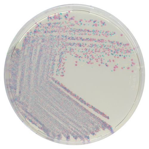 介质试剂试剂 - CQ382 - CHROMagar - 用于微生物学 / 兽医实验室 / 金黄色酿脓葡萄球菌