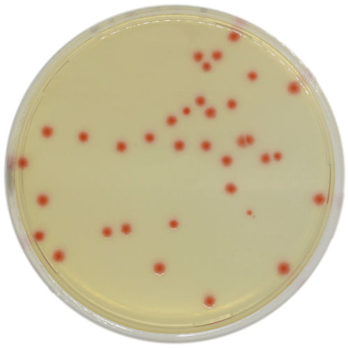 介质试剂试剂 - PF652 - CHROMagar - 用于微生物学 / 兽医实验室 / 产气荚膜梭状芽胞杆菌