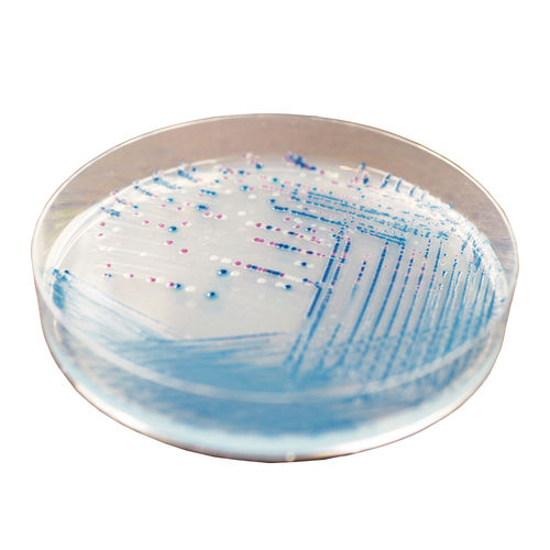 麦康凯琼脂培养基试剂 - EE222 - CHROMagar - 用于微生物学 / 兽医实验室 / 大肠杆菌