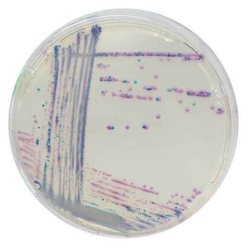 介质试剂试剂 - TA672 - CHROMagar - 组织 / 诊断 / 食品级