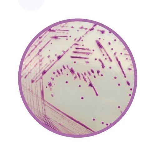 介质试剂试剂 - CHROMagar™  - CHROMagar - 兽医实验室 / 细菌