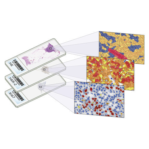 医用软件 - QuantCenter - 3DHISTECH Ltd. - 临床 / 用于研究 / CISH
