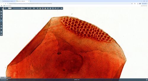 实验室软件 - WebViewer - 3DHISTECH Ltd. - 管理 / 可视化 / 捕获