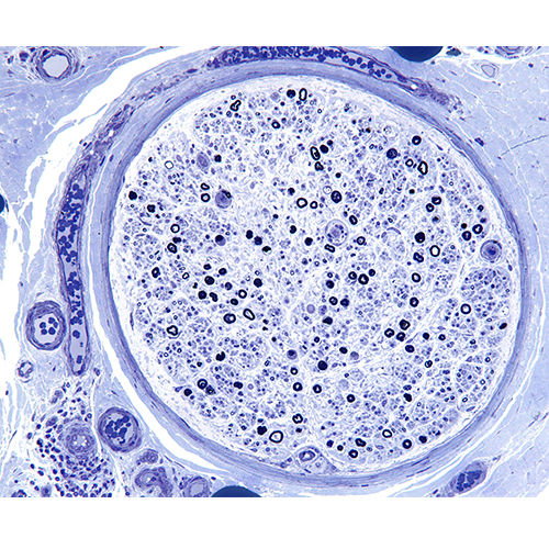染色试剂 - 38017SS23 - Leica Biosystems - 用于组织学 / 粉末