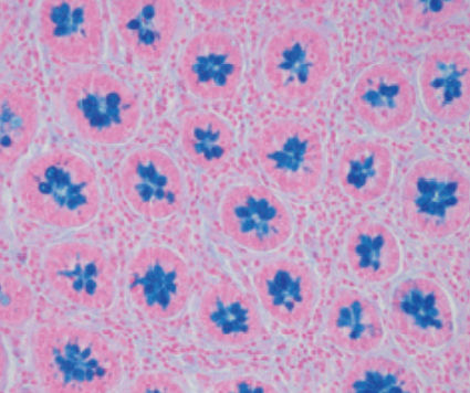 染色液试剂 - 04-166802 - BIO-OPTICA Milano/意大利BIO-OPTICA - 用于组织学 / 用于细胞学