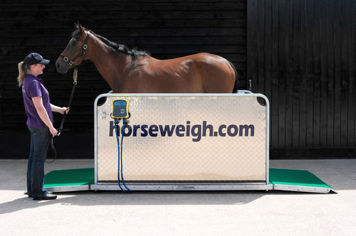 电动兽用秤 - Olympic - Horse Weigh - 马 / 平台 / 可移动屏幕
