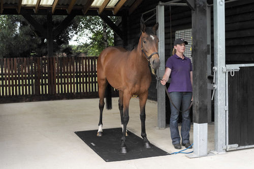 电动兽用秤 - Badminton - Horse Weigh - 马 / 平台 / 可移动屏幕