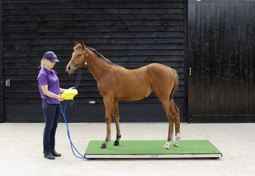 电动兽用秤 - Ludlow - Horse Weigh - 马 / 平台 / 可移动屏幕