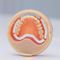 牙龈解剖模型Ivotion&reg;Ivoclar Vivadent