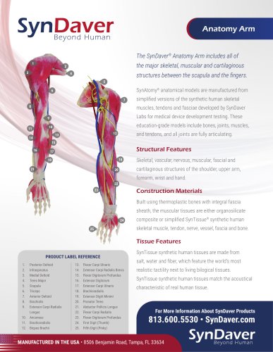 Anatomy Arm