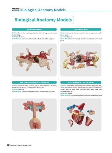 Biological Anatomy Models