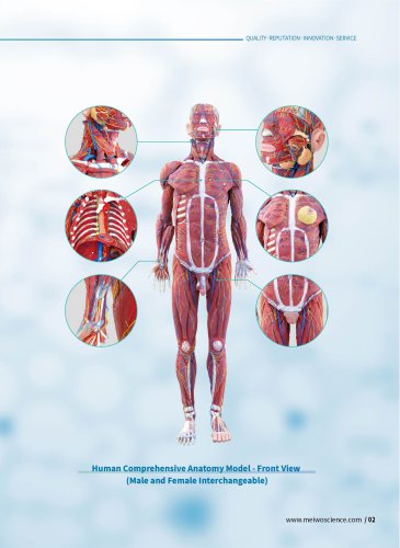 Body anatomical model HZ-002