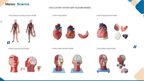 Circulatory system soft silicone anatomy model