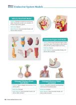 Endocrine System Models ES 01,ES 02