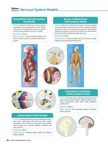 Nervous System Models  NS 01,NS 06,NS 12,NS 11,NS 02,DS 14,NS 10,NS 13,NS 04,NS 03,NS 05,NS 08,NS 07,NS 09