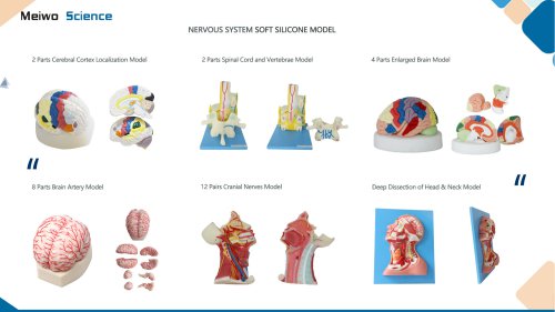 Nervous system soft silicone anatomy model