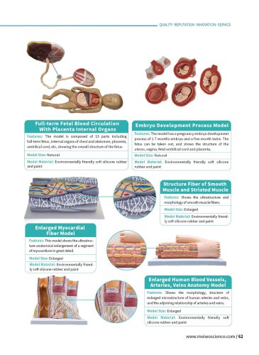 Tissue Embryo Models